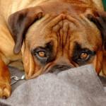 El miedo a los truenos y otros ruidos en los perros miedo a los truenos en los perros