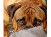 miedo truenos otros ruidos perros