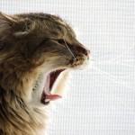 Olores que odian los gatos