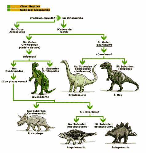 clases-dinosaurios