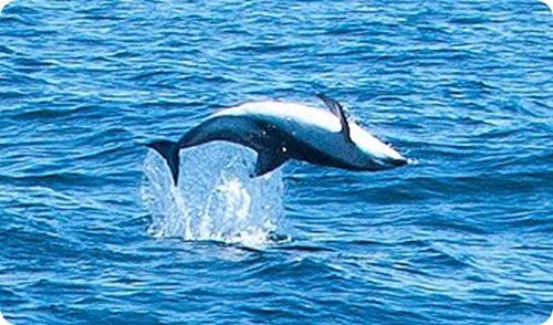 delfin4