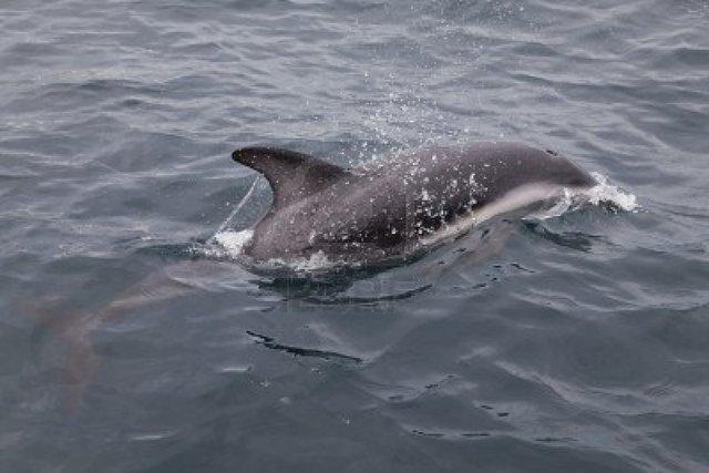 Avistaje de delfines en Puerto Madryn.