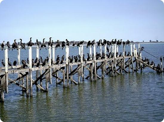 Laguna de chascomus2