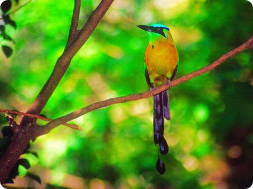 Observación de aves silvestres (Birdwatching) en la provincia de Jujuy.