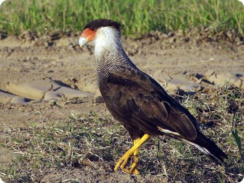 Observación de aves silvestres (Birdwatching) en la provincia de Jujuy.