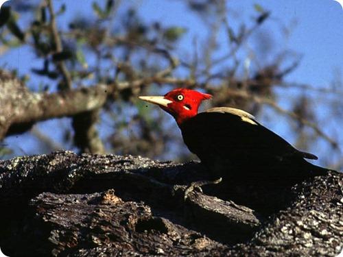 Observación de aves silvestres (Birdwatching) en la provincia de Jujuy.