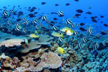 Ecosistemas de agua salada, arrecifes de coral