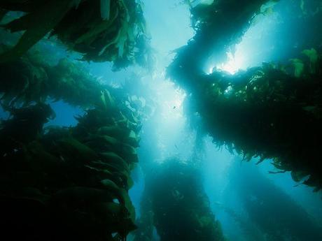 Ecosistemas de agua salada, bosques de algas