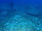 Ecosistemas agua salada, lecho oceánico