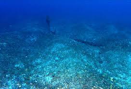 Ecosistemas de agua salada, lecho oceánico