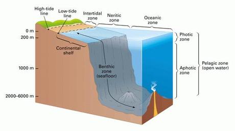 Ecosistemas de agua salada, zona nerítica