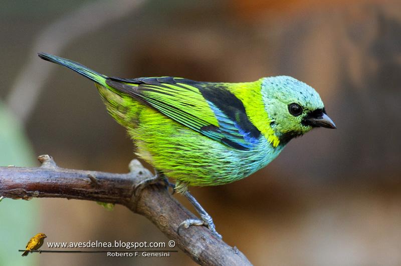 Saira arcoiris (Green-headed tanager) Tangara seledon
