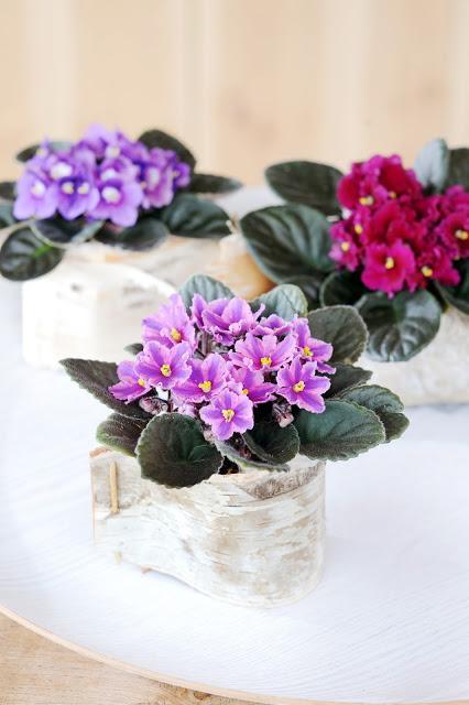 FLOR DE AGOSTO......SAINTPAULIA