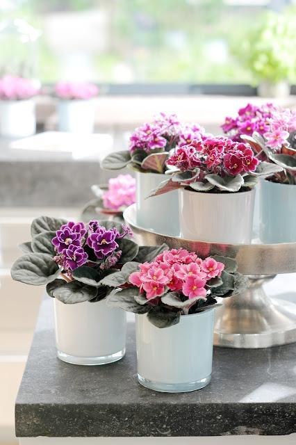 FLOR DE AGOSTO......SAINTPAULIA