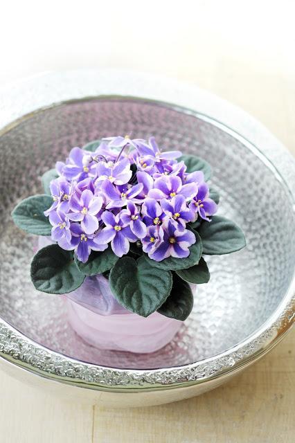 FLOR DE AGOSTO......SAINTPAULIA