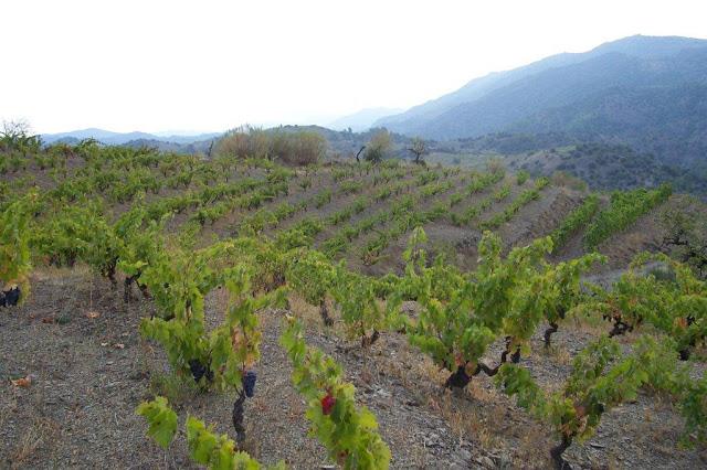 DOCa Priorat PREVISIÓN VENDIMIA 2013