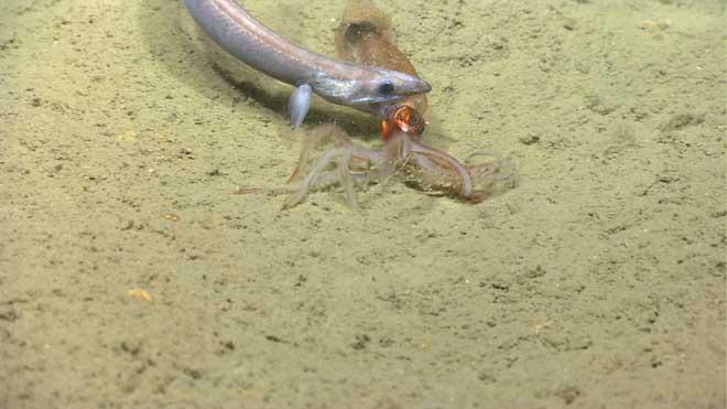 anguila ataca a un calamar
