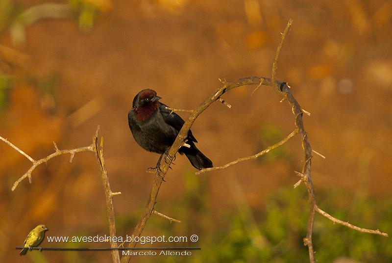 Varillero congo (Chestnut capped blackbird) Agelaius ruficapillus