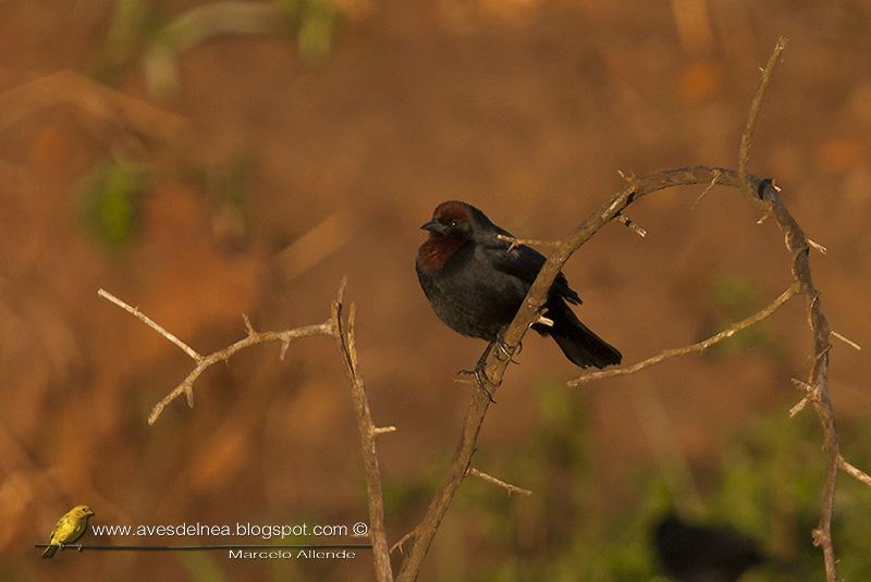 Varillero congo (Chestnut capped blackbird) Agelaius ruficapillus