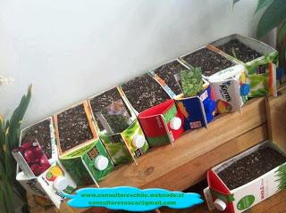 Proyecto de mini huertos ecológicos usando materiales reciclados