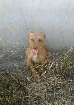 RUBIA, ES MUY URGENTE ACOGIDA O ADOPCIÓN.