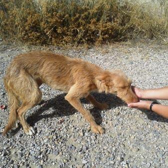 RUBIA, ES MUY URGENTE ACOGIDA O ADOPCIÓN.