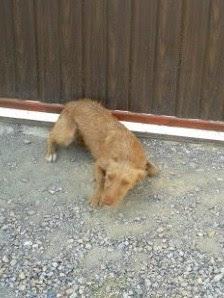 RUBIA, ES MUY URGENTE ACOGIDA O ADOPCIÓN.