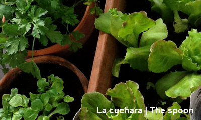 Huerto urbano: lechuga morada