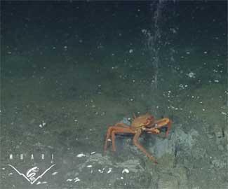 cangrejo comiendo hidratos de metano congelado