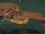 Atrapado acto: cangrejo come congelado (vídeo)