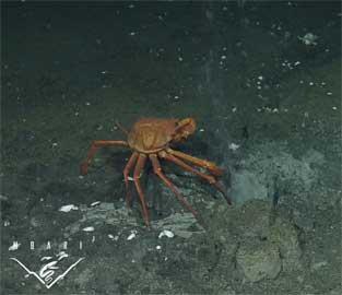 cangrejo comiendo hidratos de metano congelado