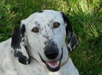 Perla, es sorda y busca una familia que le ayuda a ser feliz.