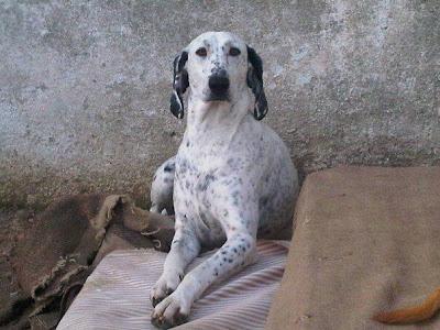 Perla, es sorda y busca una familia que le ayuda a ser feliz.