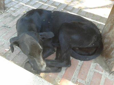 Perra abandonada en un parque de Córdoba.