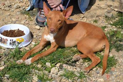 PAO, NECESITA ADOPCIÓN