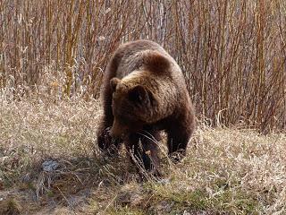 Grizzly, by Bruce Mckay