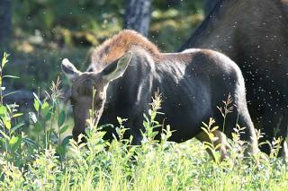 Alce, Alaska Highway, by Arthur Chapman