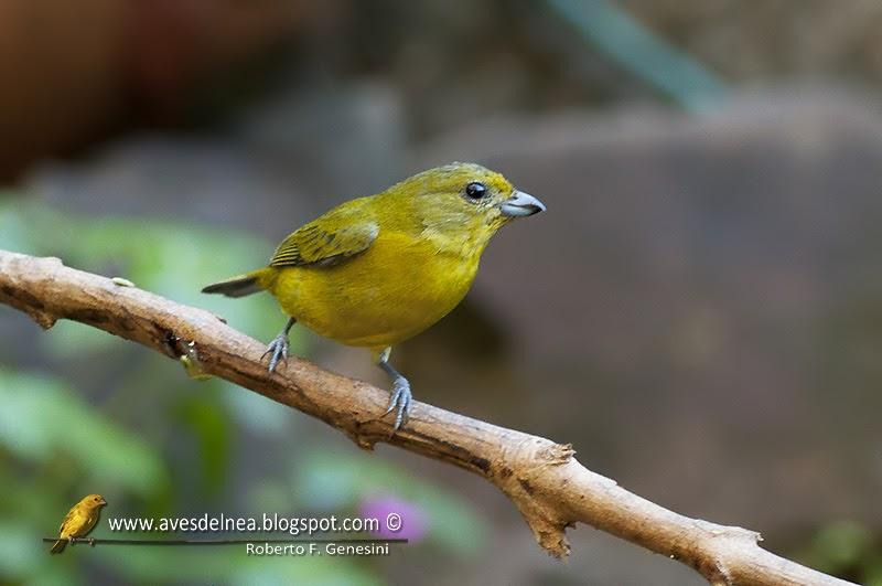 Tangará amarillo (Violaceus euphonia) Euphonia violacea