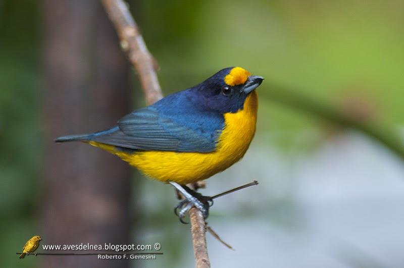 Tangará amarillo (Violaceus euphonia) Euphonia violacea