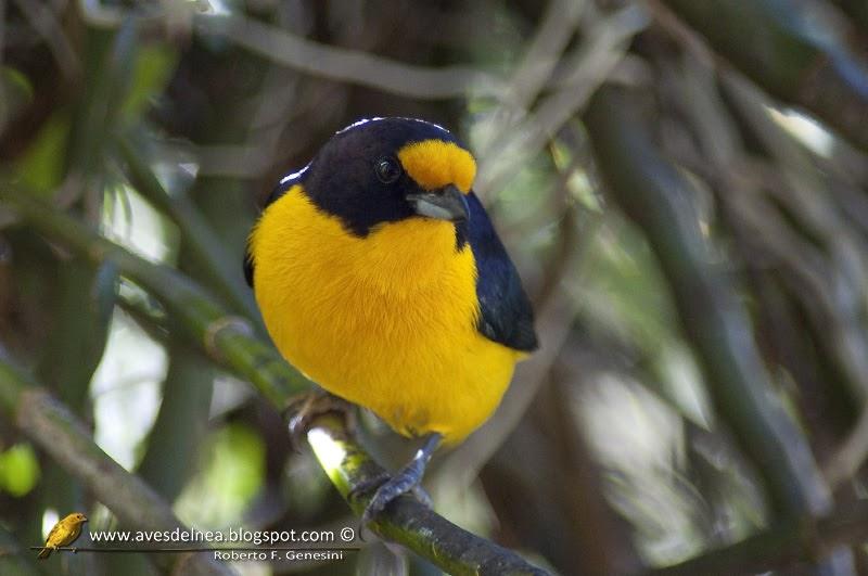 Tangará amarillo (Violaceus euphonia) Euphonia violacea