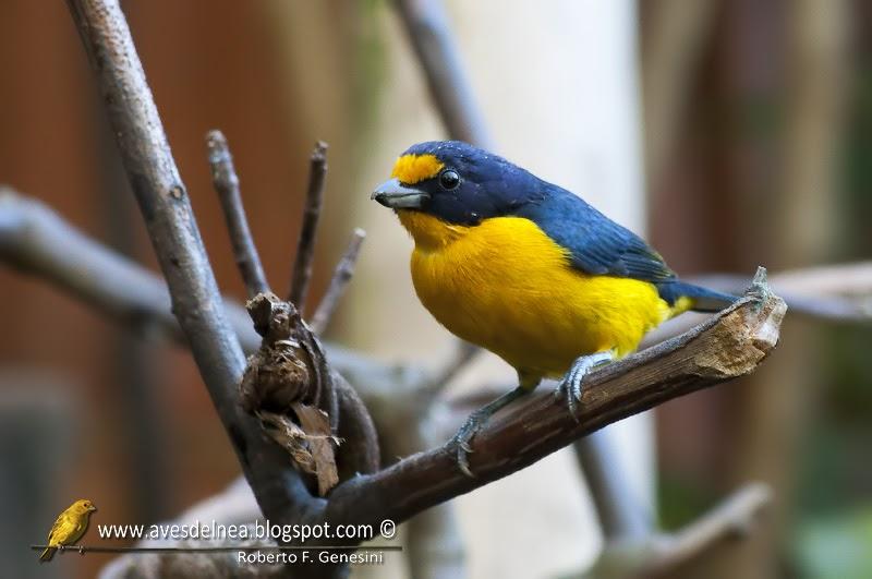 Tangará amarillo (Violaceus euphonia) Euphonia violacea