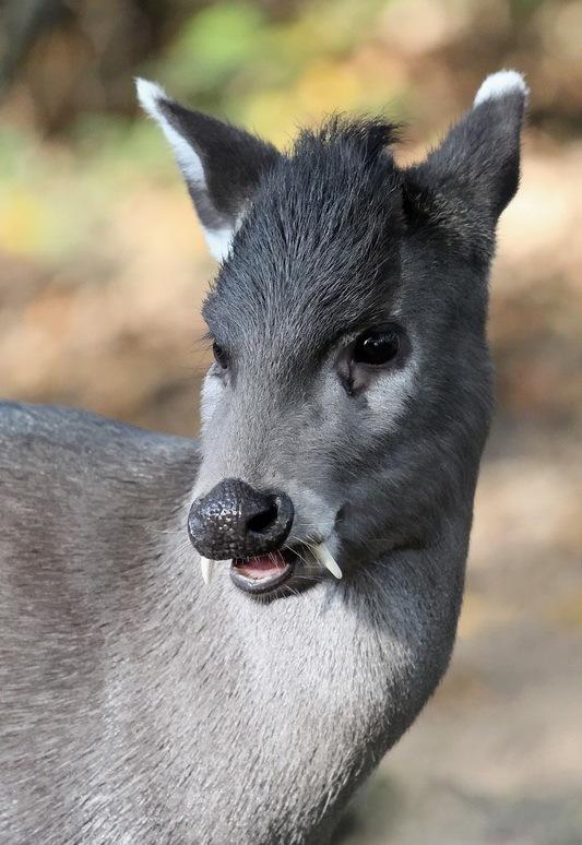 ¿Un ciervo con colmillos? El eláfodo