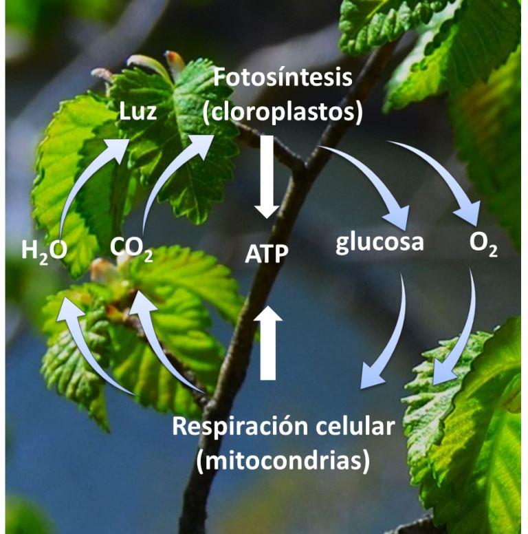 fotosintesis respiracion