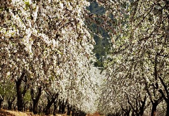 Almendra y miel para los artesanos de Jijona y su turrón