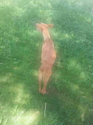 Esto es un despojo, la muerte y píe y preñada....(Sevilla)