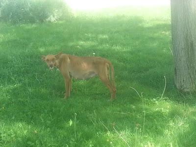 Esto es un despojo, la muerte y píe y preñada....(Sevilla)