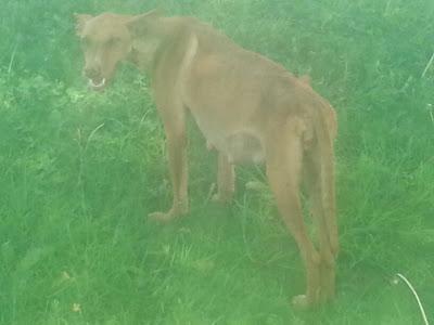 Esto es un despojo, la muerte y píe y preñada....(Sevilla)