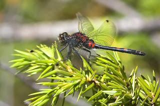 Leucorrhinia dubia (Vander Linden, 1825) Libélula de hocico blanco