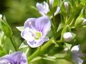 Anagálide acuática