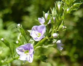 Anagálide acuática 